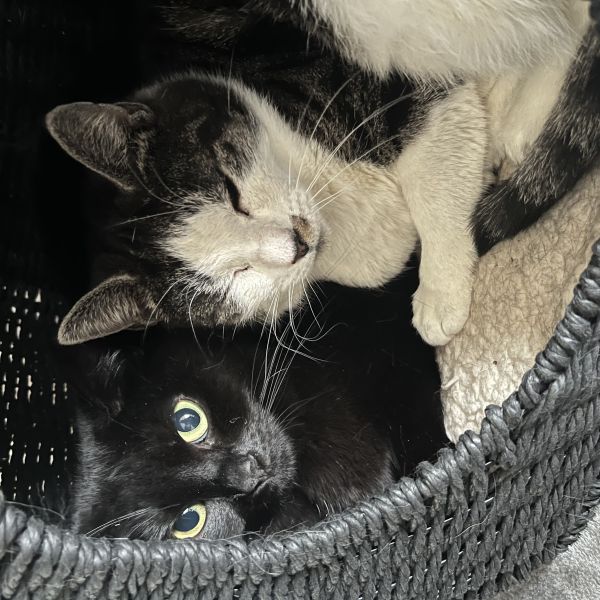 Buffy en Willow uit Arnhem zoekt een Kattenoppas