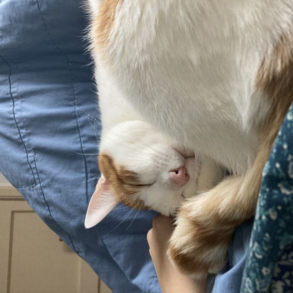 James, Nala uit Amsterdam zoekt een Kattenoppas