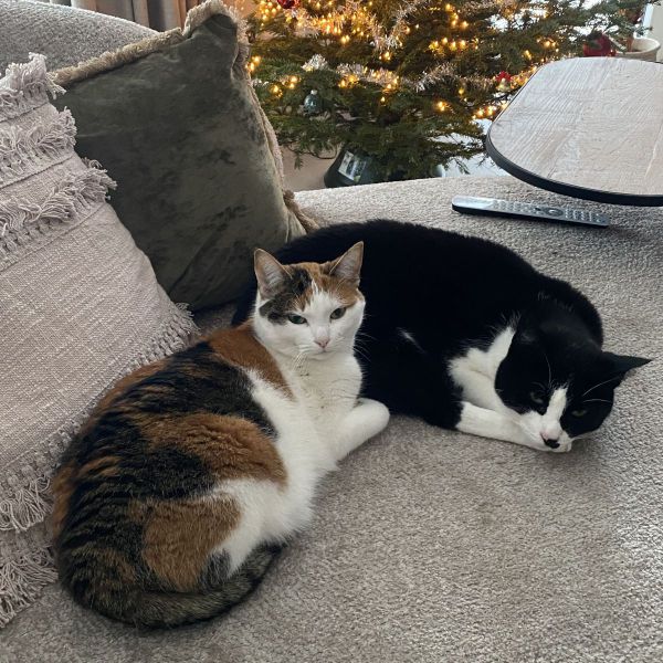 Paulien Peters uit Benthuizen zoekt een huisdierenoppas