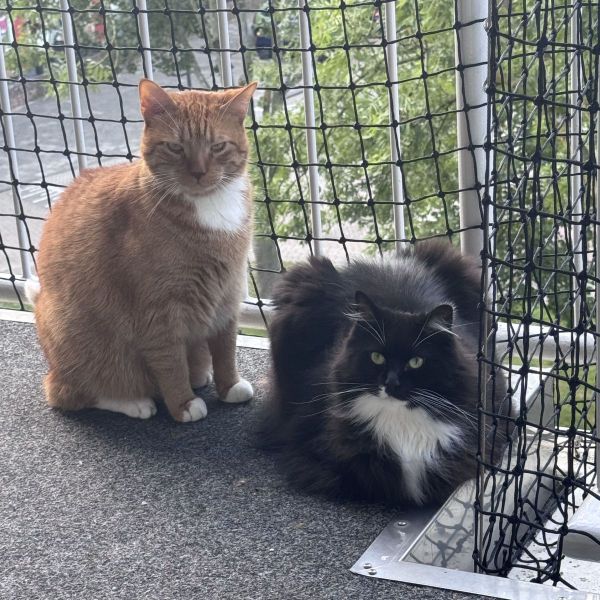 Nala, Simba uit Leiden zoekt een Kattenoppas