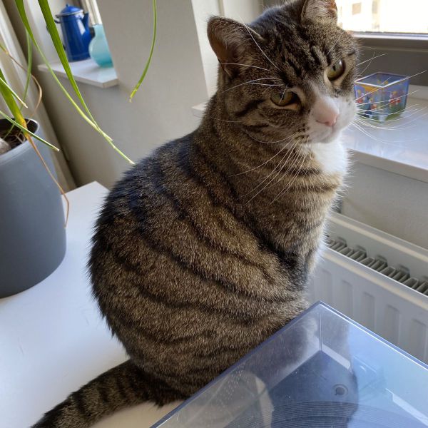 Bimmetje uit Wageningen zoekt een Kattenoppas