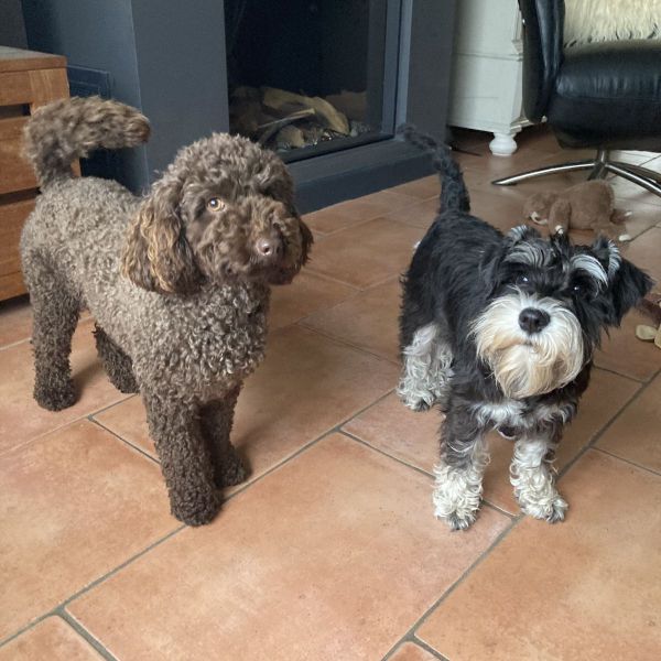 Hondenoppas Karin uit Ouddorp