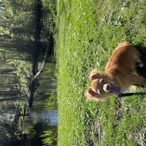 Figo uit Barendrecht zoekt een Hondenoppas