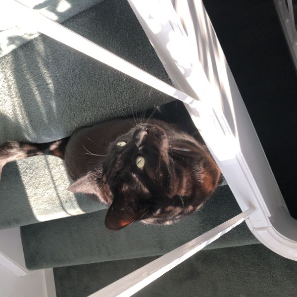 Zelda uit Winterswijk zoekt een Kattenoppas