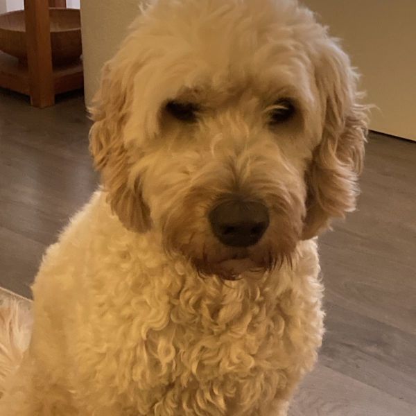 Cody uit Soest zoekt een Hondenoppas