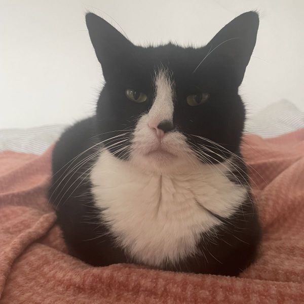Huisdierenoppas Lisa uit Zeewolde