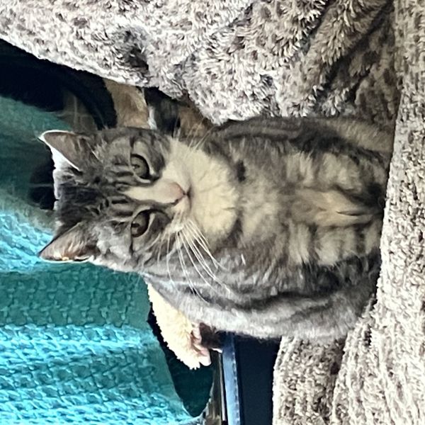 Minoes uit Den Oever zoekt een Kattenoppas