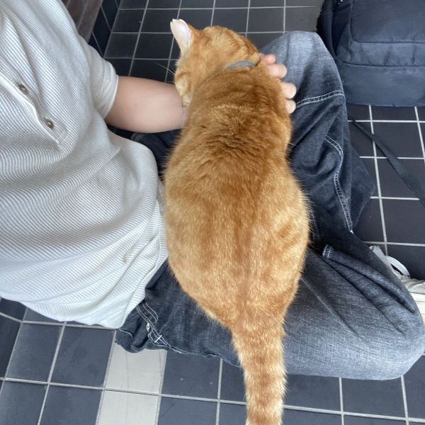Huisdierenoppas Ennio uit Amsterdam