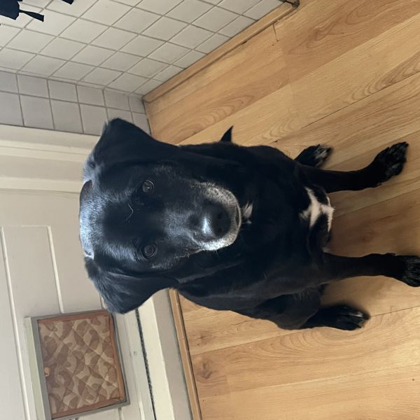 Daisy, Gruppie uit Den Haag zoekt een Hondenoppas