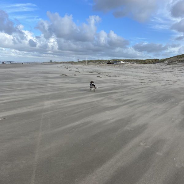 Huisdierenoppas Jozefien uit Den Haag