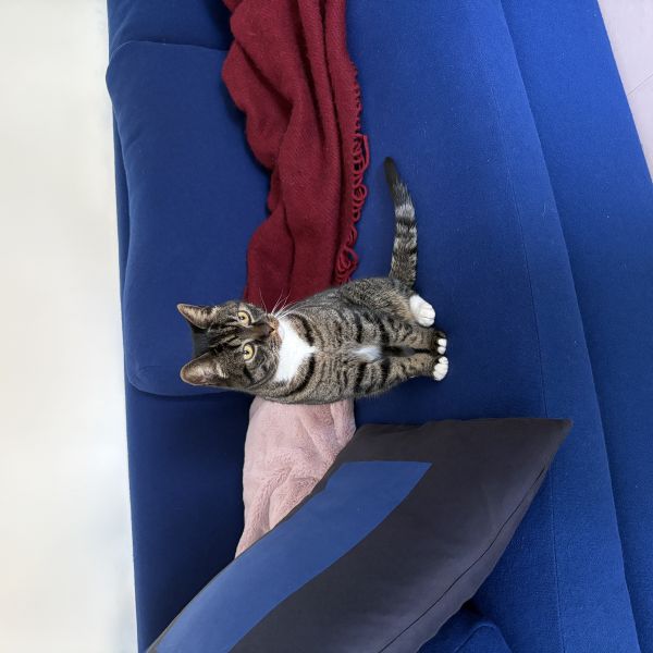 Panter uit Vlaardingen zoekt een Kattenoppas