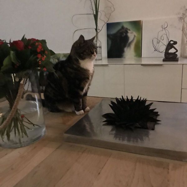 Mila uit Ijsselstein zoekt een Kattenoppas