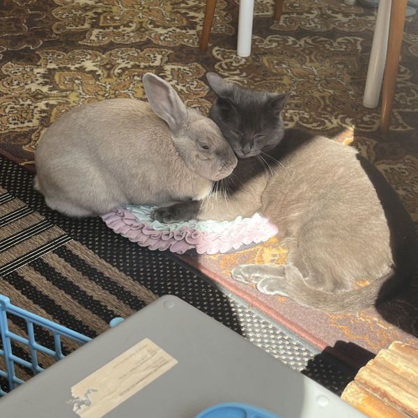 George, Simba, Luna uit Nieuwegein zoekt een huisdierenoppas