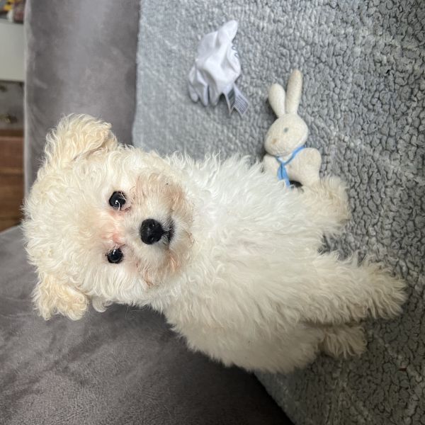 Sam uit Echten zoekt een Hondenoppas