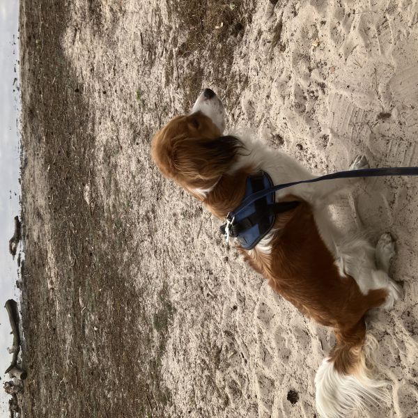 Malu uit Schinnen zoekt een Hondenoppas