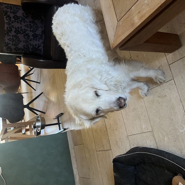 Buudy uit Veenendaal zoekt een Hondenoppas