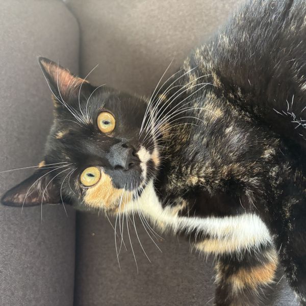Niva uit Ijmuiden zoekt een Kattenoppas
