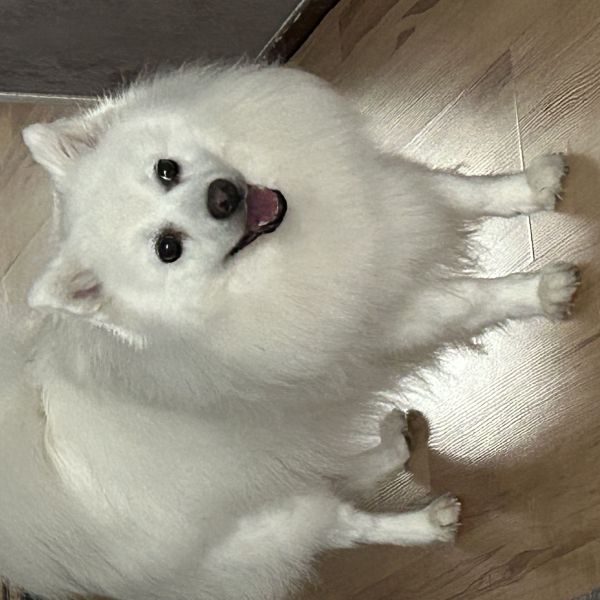 Yuki, Yuki uit Didam zoekt een Hondenoppas