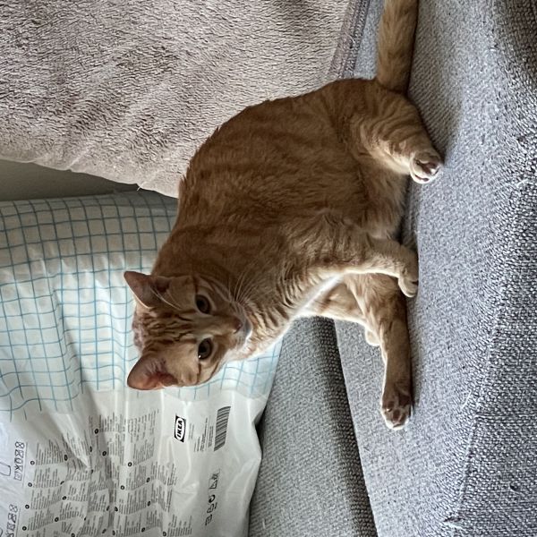 Valentijn, Bunny uit Den Haag zoekt een Kattenoppas