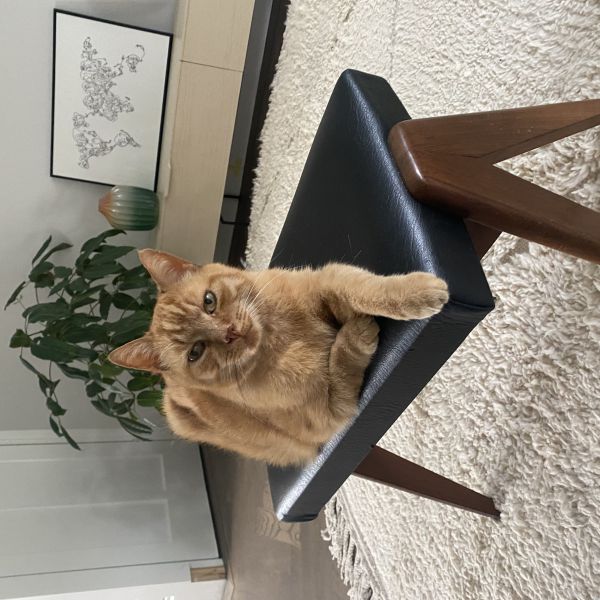 Garfield uit Alphen Aan Den Rijn zoekt een Kattenoppas