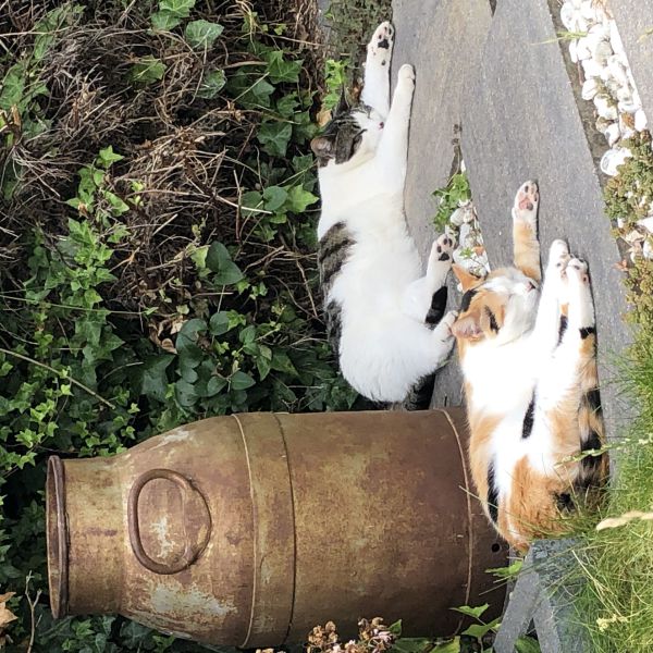Lizzy, Lappie uit Rijswijk zoekt een Kattenoppas