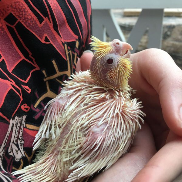 Huisdierenoppas Laura uit Hoeven