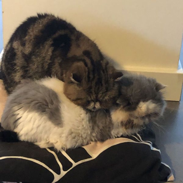 Fido, Luna uit Groenlo zoekt een Kattenoppas