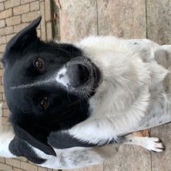 Didou uit Bergen Op Zoom zoekt een Hondenoppas