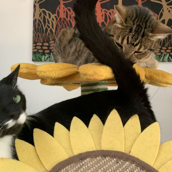 Huisdierenoppas Sandy uit Australia