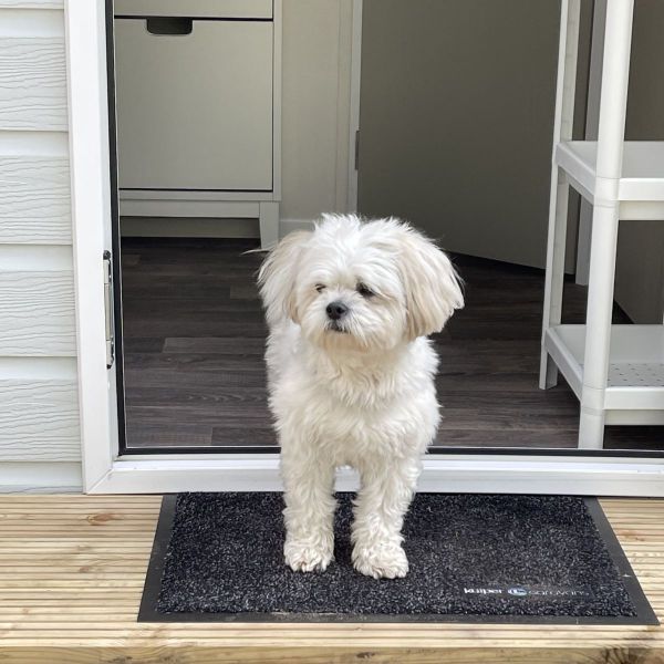 Boef uit Amstelveen zoekt een Hondenoppas