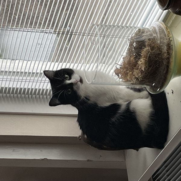Sammy uit Winterswijk zoekt een Kattenoppas