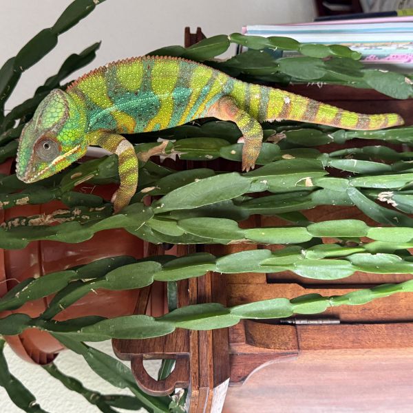 Drax uit Zwolle zoekt een Reptielenoppas