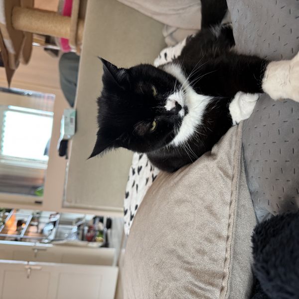 Baby uit Ijmuiden zoekt een Kattenoppas