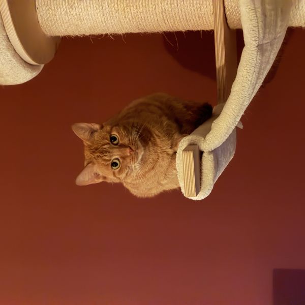 Roxi, Plokki, Luna uit Kerkrade zoekt een Kattenoppas