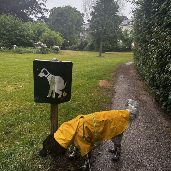 Murphy uit Ijsselstein zoekt een Hondenoppas