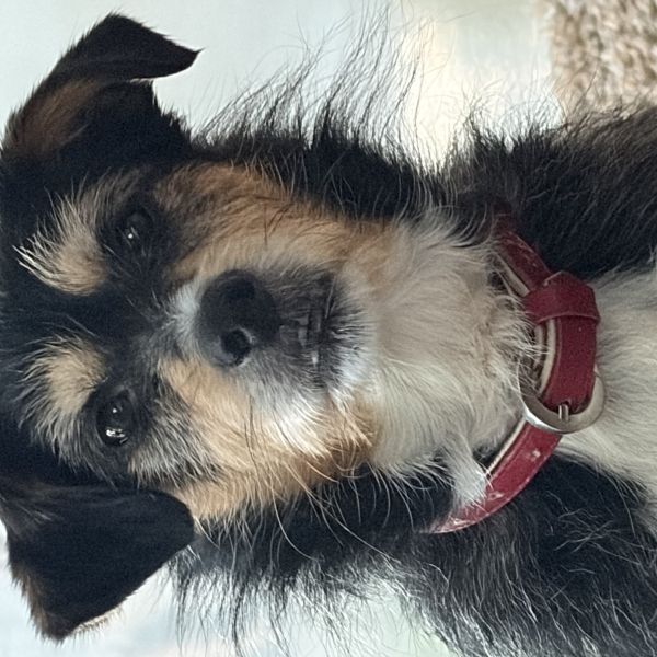 Luna uit Bloemendaal zoekt een Hondenoppas