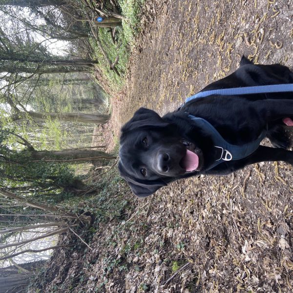 Ravi uit Schinnen zoekt een Hondenoppas