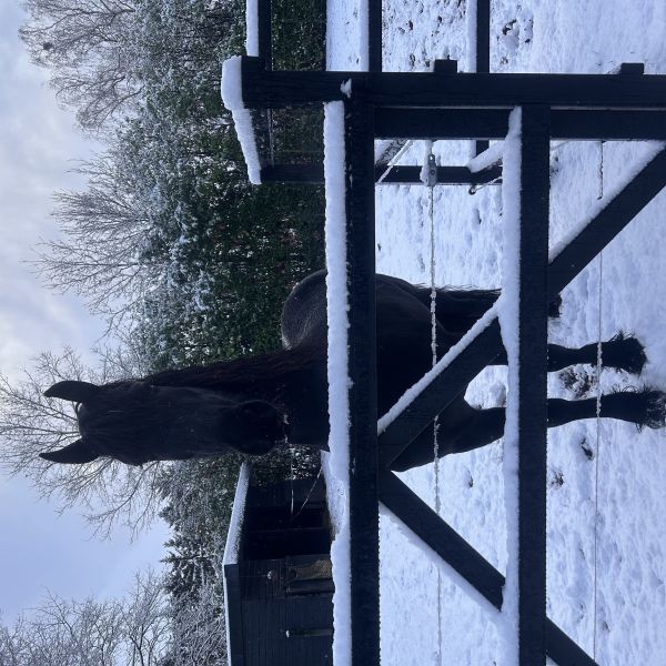 June uit Helmond zoekt een Paardenverzorger