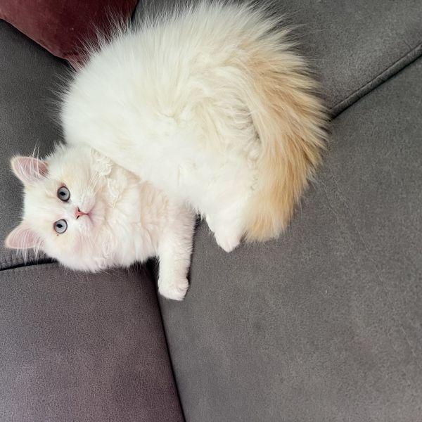 Cooper uit Vijlen zoekt een Kattenoppas