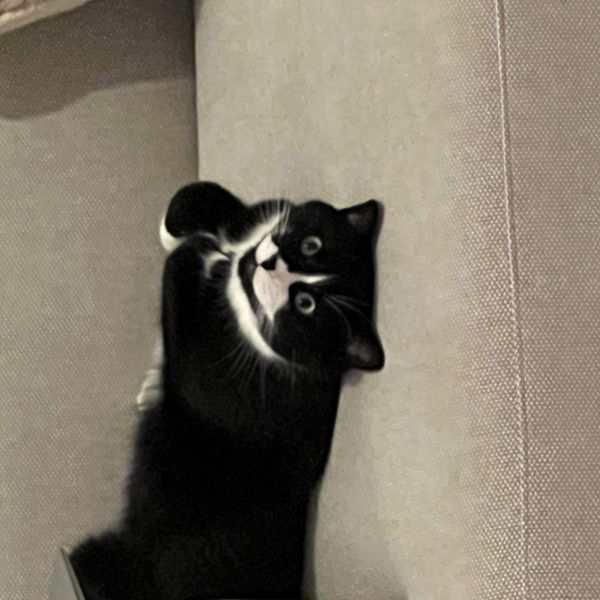 Tesbih uit Nootdorp zoekt een Kattenoppas