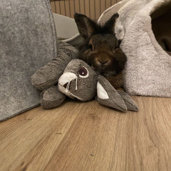 Lucyfer uit Spijkenisse zoekt een Knaagdierenoppas