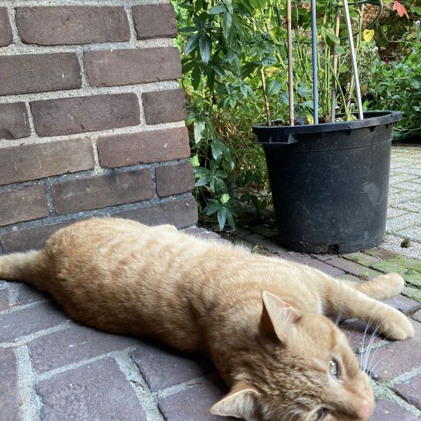 Huisdierenoppas Roos uit Utrecht