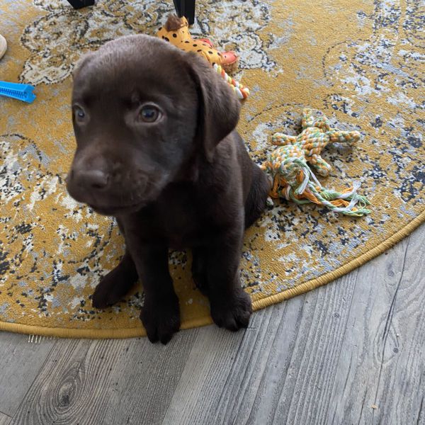 Bobbie uit Oosterhout zoekt een Hondenoppas