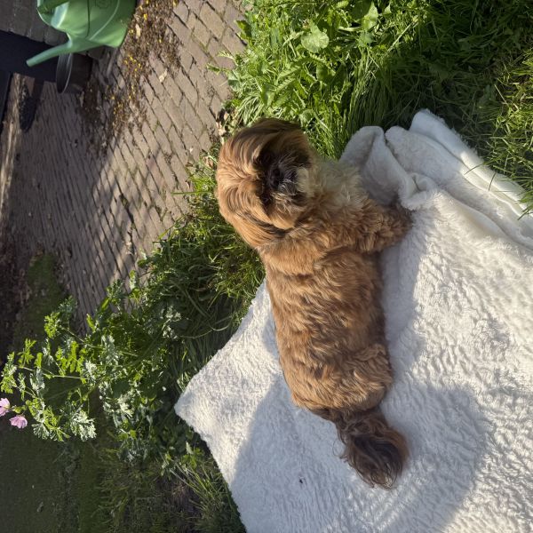 Teddy uit Goes zoekt een Hondenoppas
