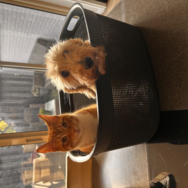 Bartje, Moortje uit Didam zoekt een huisdierenoppas