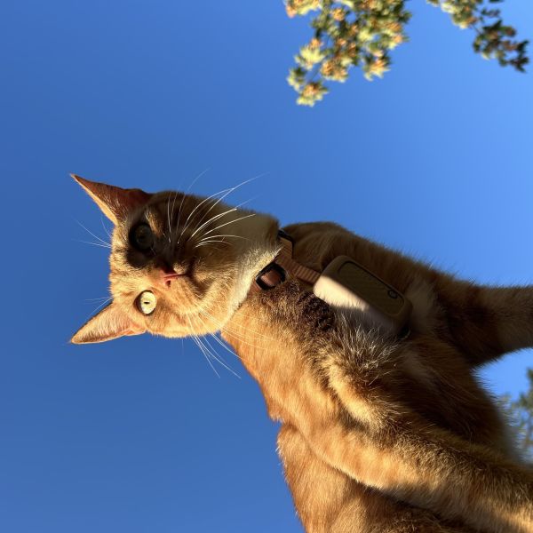 Boris uit Roermond zoekt een Kattenoppas