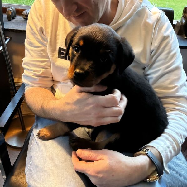 luna uit Hollandsche Rading zoekt een Hondenoppas
