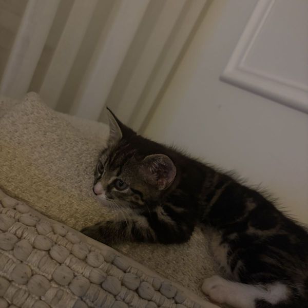 Huisdierenoppas Chadiedja uit Eindhoven