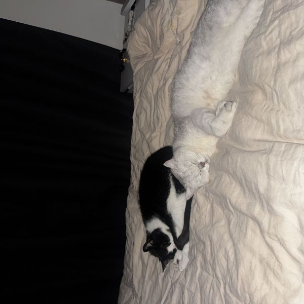 Nacho, Paulo uit Bunschoten-Spakenburg zoekt een Kattenoppas