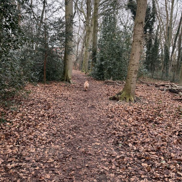 Huisdierenoppas Brigitte uit Vogelenzang